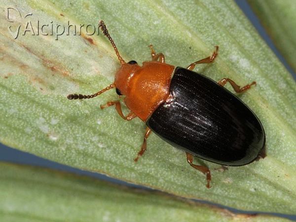 Triplax scutellaris