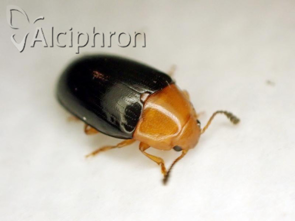 Triplax scutellaris