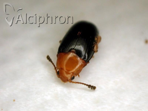 Triplax scutellaris