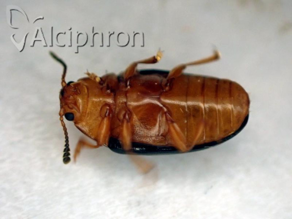 Triplax scutellaris