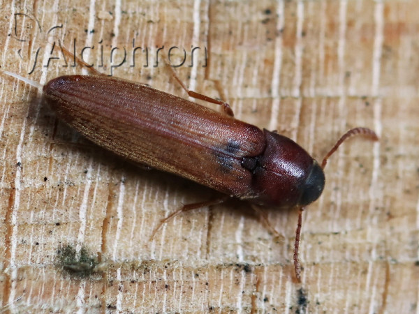 Isoriphis nigriceps