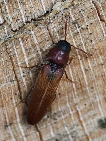 Isoriphis nigriceps