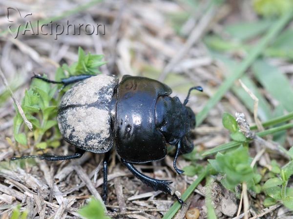 Lethrus apterus