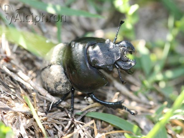 Lethrus apterus
