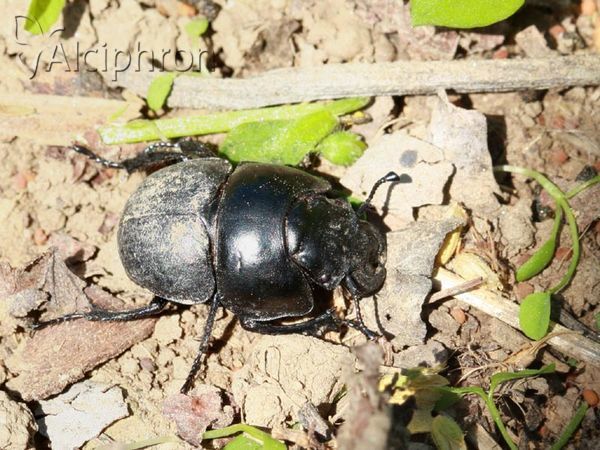 Lethrus apterus