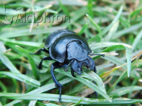 Lethrus apterus