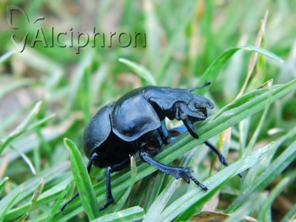 Lethrus apterus