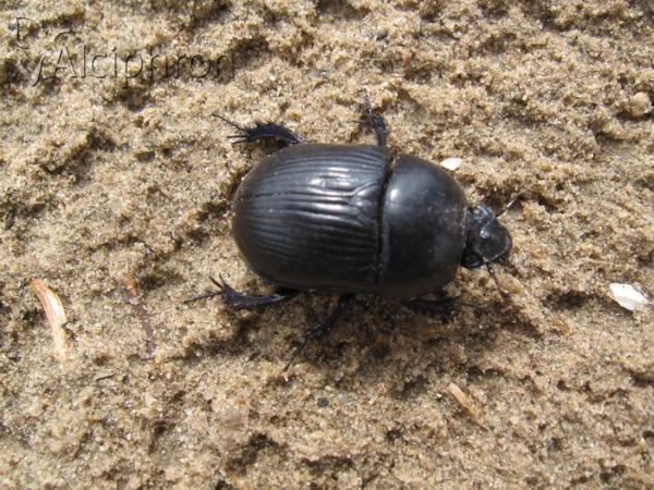 Geotrupes mutator