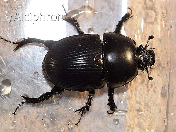 Geotrupes mutator