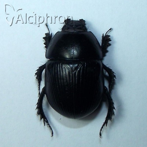 Geotrupes puncticollis