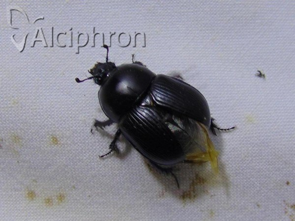 Geotrupes puncticollis
