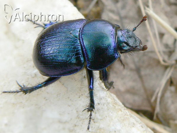Anoplotrupes stercorosus