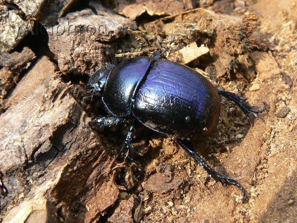 Anoplotrupes stercorosus