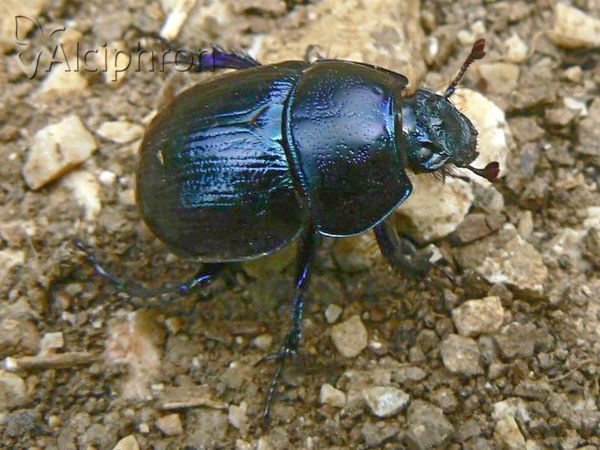 Anoplotrupes stercorosus