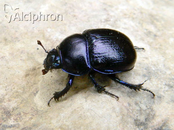 Anoplotrupes stercorosus