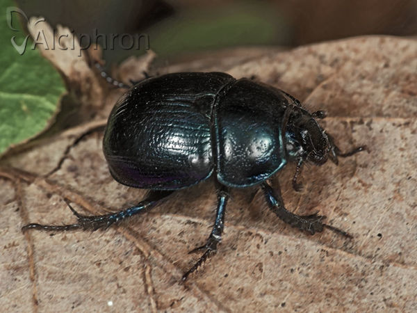 Anoplotrupes stercorosus