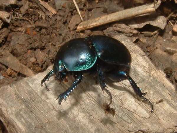 Trypocopris vernalis