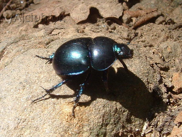 Trypocopris vernalis