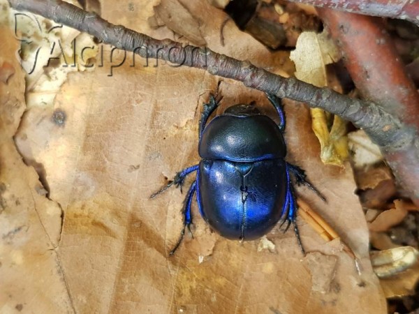 Trypocopris vernalis
