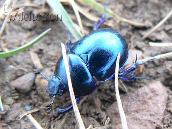 Trypocopris vernalis