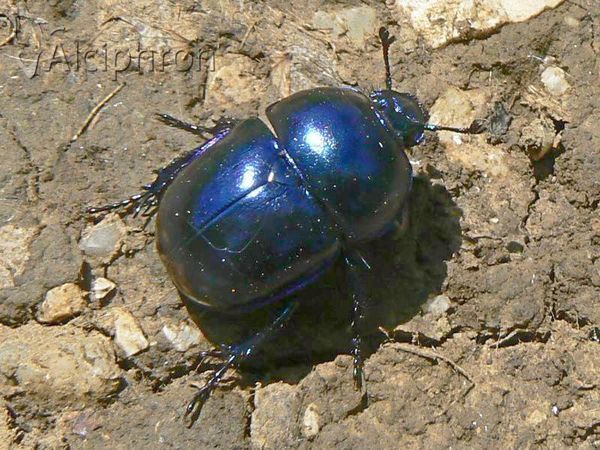 Trypocopris vernalis