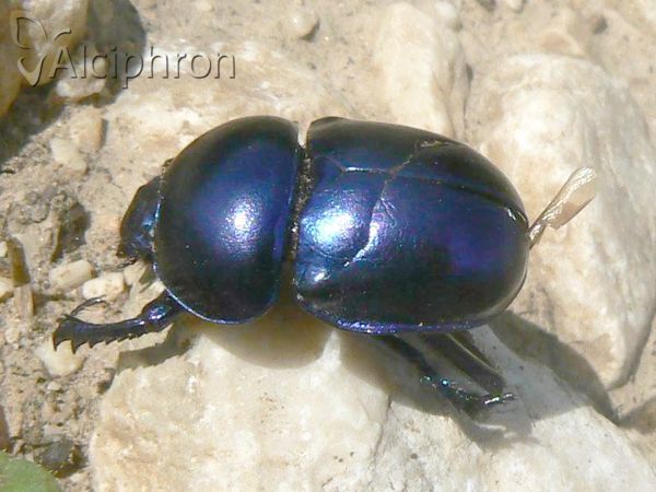 Trypocopris vernalis