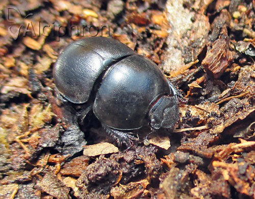 Jekelius punctulatus