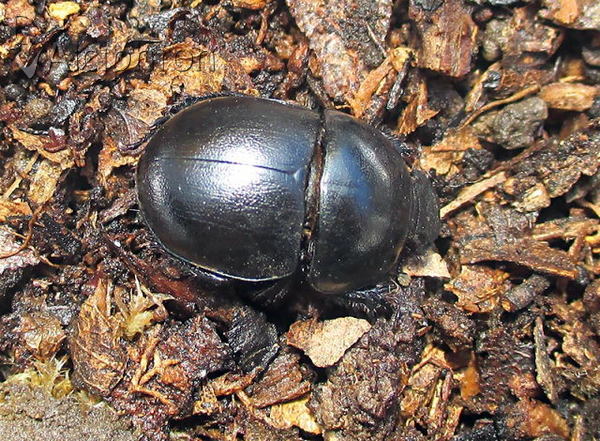 Jekelius punctulatus