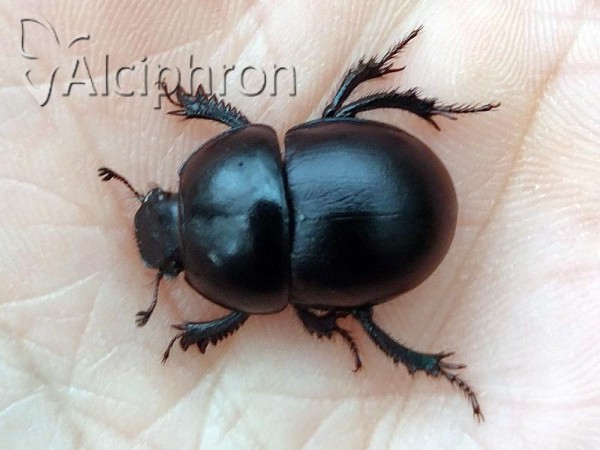 Jekelius punctulatus
