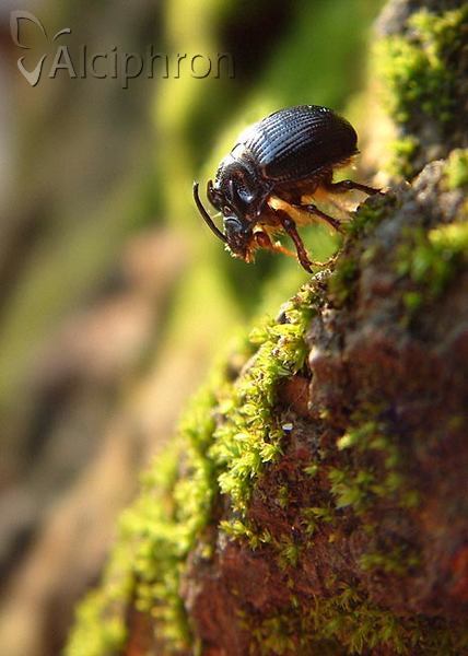 Odonteus armiger