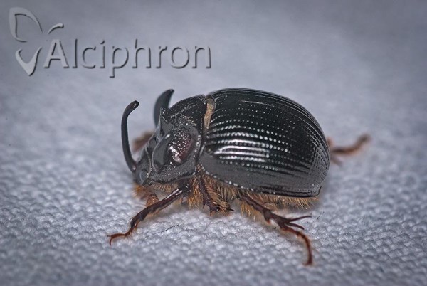 Odonteus armiger