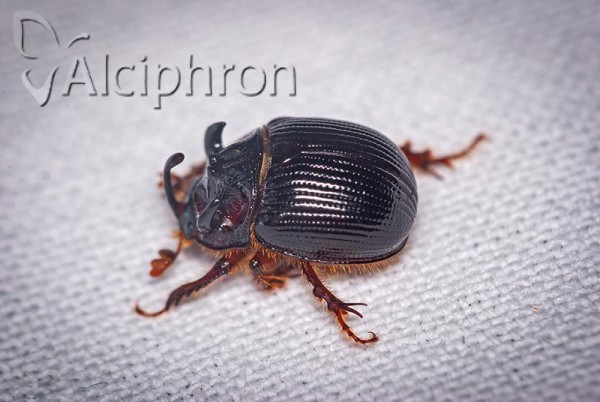 Odonteus armiger