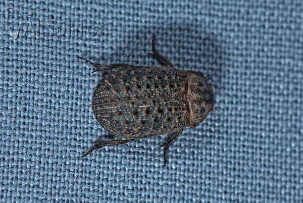 Trox hispidus