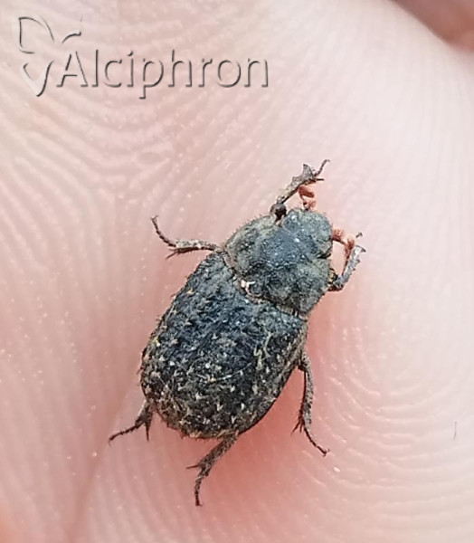 Trox niger