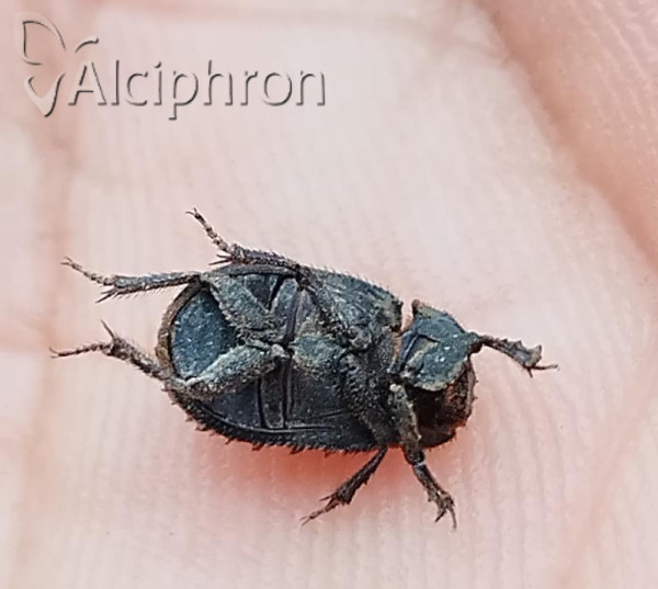 Trox niger