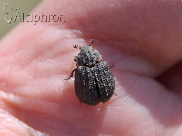 Trox sabulosus