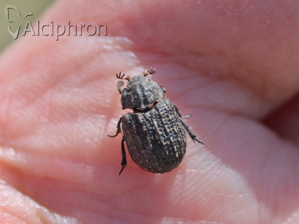 Trox sabulosus