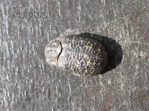 Trox sabulosus