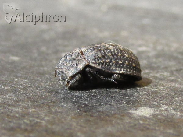 Trox sabulosus