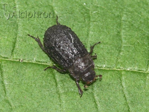 Trox scaber