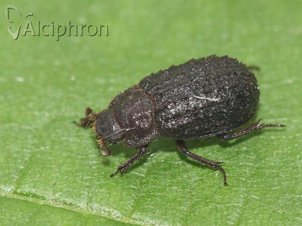 Trox scaber