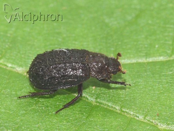 Trox scaber