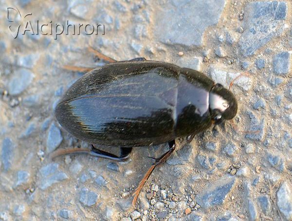 Hydrophilus aterrimus