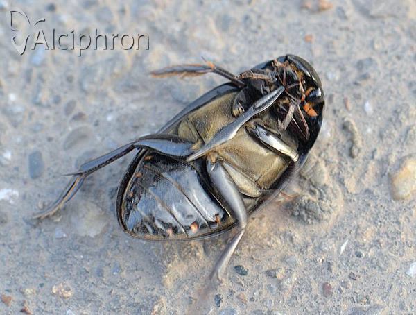 Hydrophilus aterrimus