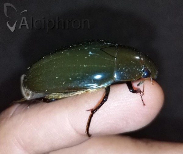 Hydrophilus aterrimus