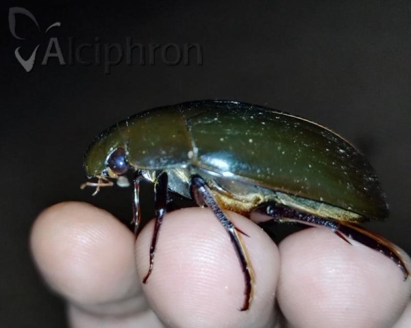 Hydrophilus aterrimus