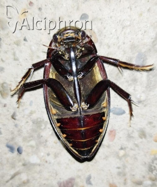 Hydrophilus aterrimus