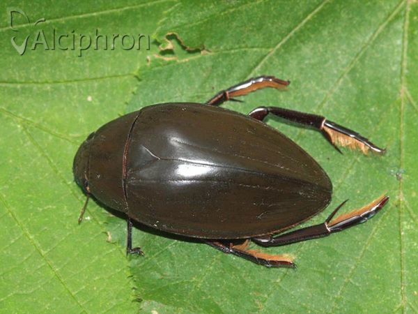 Hydrophilus piceus