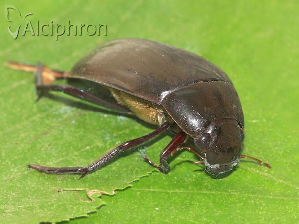 Hydrophilus piceus
