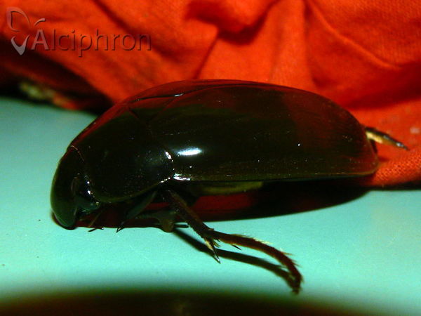 Hydrophilus piceus